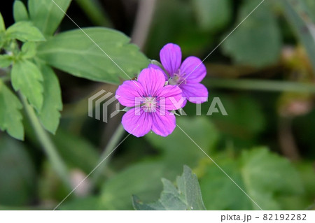 ゲンノショウコの花 ゲンノショウコの花 82192282