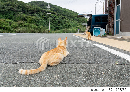 臨戦態勢の猫 茶トラ猫 臨戦態勢の猫 茶トラ猫 82192375