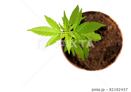 Marijuana plant leaves closeup on white 82192437