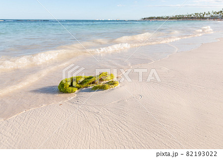 Seaweed on caribbean sandy beach 82193022