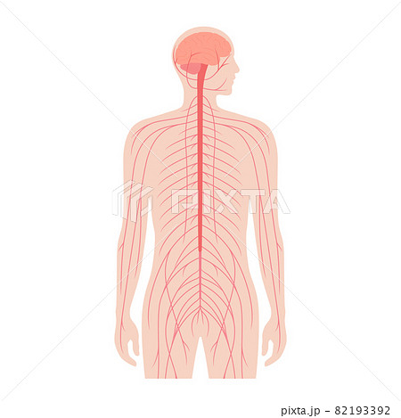 Central nervous system Central nervous system 82193392