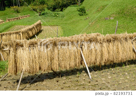 稲刈り(ハゼかけ)2021 82193731