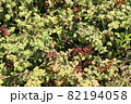 水辺に自然に生えているキイチゴ（ブラックベリー） 82194058