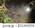 川に住んでいる水ガメの夫婦 82194059