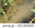 大自然の中悠々と泳いでいる水ガメ 82194060