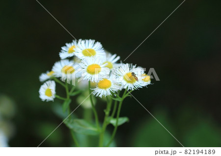 自然・植物・花 82194189