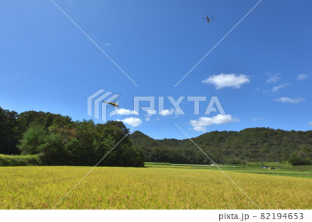 秋の風景　水田周辺を飛び交うウスバキトンボ 82194653