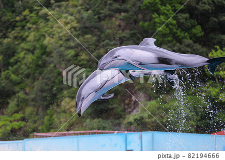 一緒に飛ぶイルカ 82194666