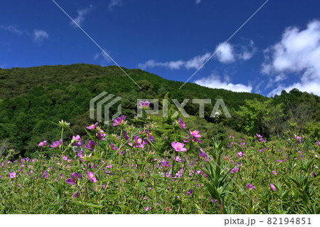 ヒメノボタンの里 秋 (高知県 三原村) ヒメノボタンの里 秋 (高知県 三原村) 82194851