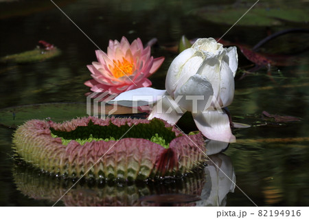 オオオニバスの花と葉 秋 (高知県 三原村) オオオニバスの花と葉 秋 (高知県 三原村) 82194916