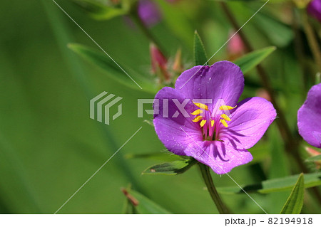 ヒメノボタン 小さくて可憐な花 秋 (高知県 三原村) ヒメノボタン 小さくて可憐な花 秋 (高知県 三原村) 82194918