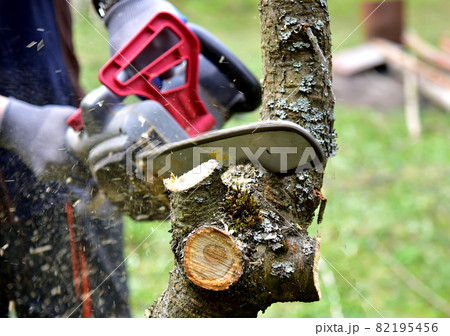 Professional gardener cuts branches on a old tree, with using a chain saw. Trimming trees Professional gardener cuts branches on a old tree, with using a chain saw. Trimming trees 82195456