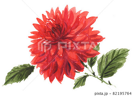 ダリア21922pix7 ダリア21922pix7 82195764