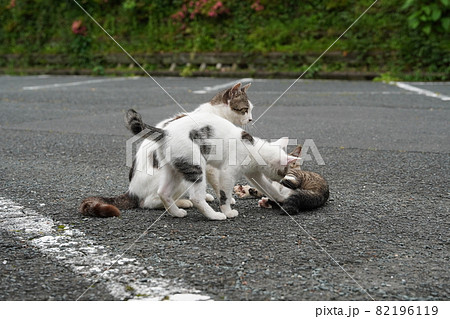 親離れ近い野良猫の可愛い子猫はケンカ遊びして独り立ちに備える 親離れ近い野良猫の可愛い子猫はケンカ遊びして独り立ちに備える 82196119
