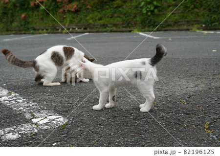 親離れ近い野良猫の可愛い子猫はケンカ遊びして独り立ちに備える 82196125