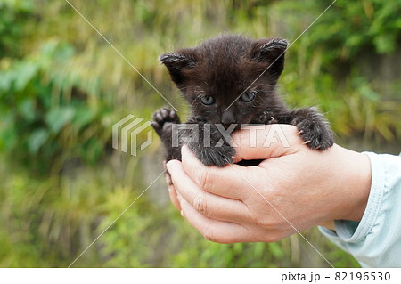 野良猫錆柄お母さんと可愛い四匹の子猫達 82196530