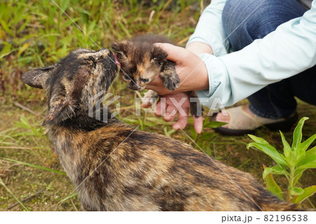 野良猫錆柄お母さんと可愛い四匹の子猫達 野良猫錆柄お母さんと可愛い四匹の子猫達 82196538
