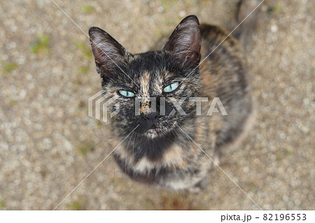 野良猫錆柄お母さんと可愛い四匹の子猫達 野良猫錆柄お母さんと可愛い四匹の子猫達 82196553