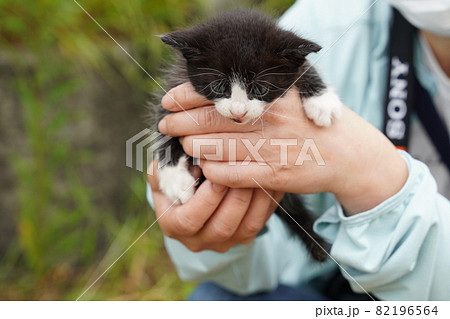 野良猫錆柄お母さんと可愛い四匹の子猫達 82196564