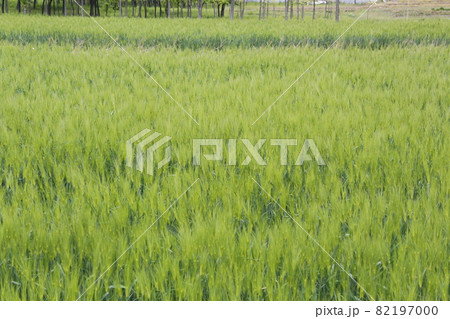 米 稲 緑 82197000