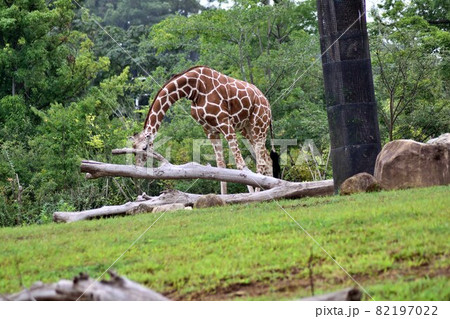 餌を食べるキリン 82197022
