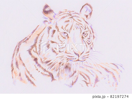 色鉛筆画のトラのイラスト素材 [82197274] - PIXTA