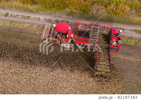 Combine harvester harvests sugar beet  82197383