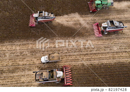 Combine harvester harvesting sunflower field  82197428