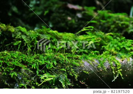 樹を這う苔 82197520