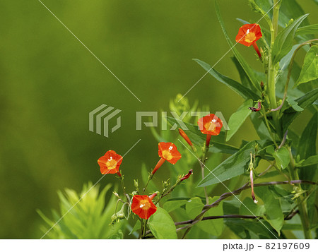 マルバルコウの花 82197609