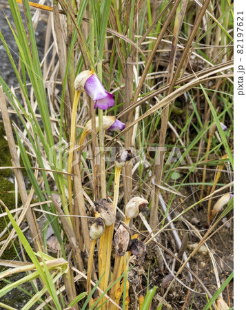 ナンバンギセルの花 ナンバンギセルの花 82197621