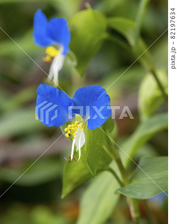 ツユクサの花 ツユクサの花 82197634