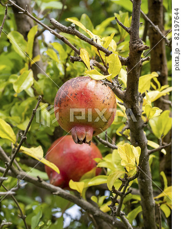柘榴の果実 柘榴の果実 82197644