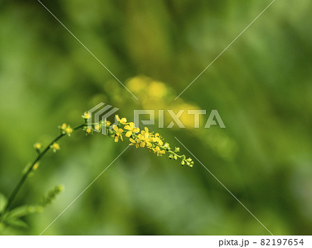 キンミズヒキの花 82197654