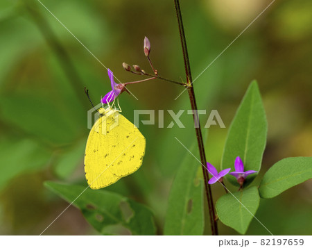 植物にとまるキタキチョウ 82197659