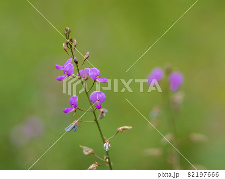 アレチヌスビトハギの花 82197666