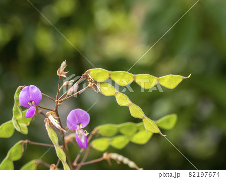 アレチヌスビトハギの花と果実 アレチヌスビトハギの花と果実 82197674
