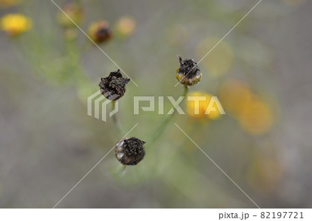 Plains tickseed Plains tickseed 82197721