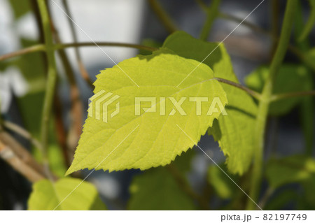 Smooth hydrangea Annabelle Smooth hydrangea Annabelle 82197749