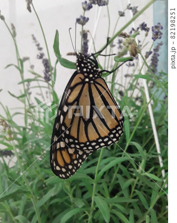 A beautifull monarch butterfly A beautifull monarch butterfly 82198251