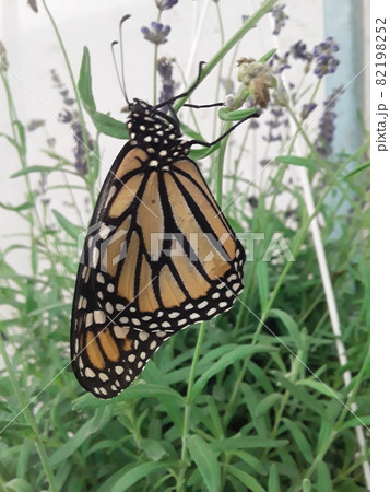 A gorgeous monarch butterfly A gorgeous monarch butterfly 82198252