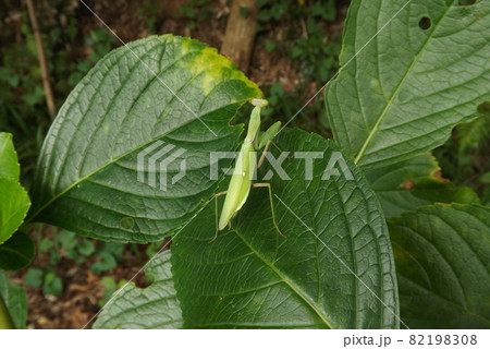 ハラビロカマキリ 82198308