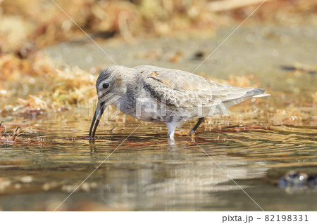 渡りの途中、日本の砂浜でエサを探すハマシギ 82198331