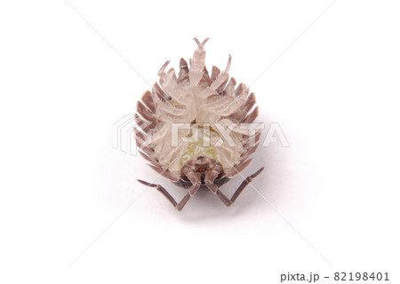 Woodlice (Porcellio scaber) isolated Woodlice (Porcellio scaber) isolated 82198401