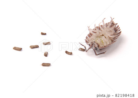 Woodlice (Porcellio scaber) isolated Woodlice (Porcellio scaber) isolated 82198418