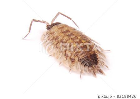 Woodlice (Porcellio scaber) isolated Woodlice (Porcellio scaber) isolated 82198426