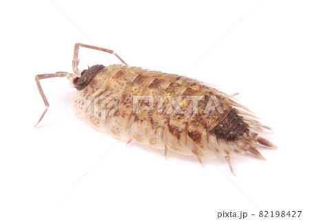 Woodlice (Porcellio scaber) isolated Woodlice (Porcellio scaber) isolated 82198427