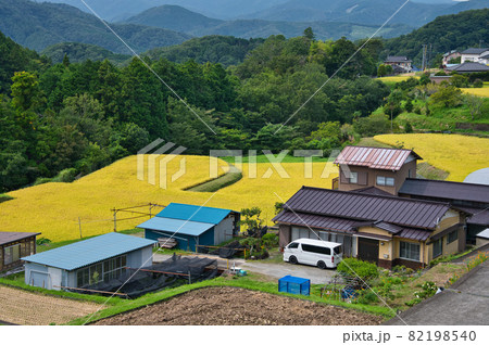 湯ヶ島地区の秋の棚田風景《伊豆市》 82198540