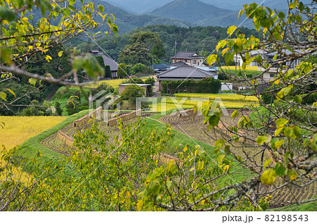 棚田のはぜ掛け・荒原の棚田《伊豆市》 82198543