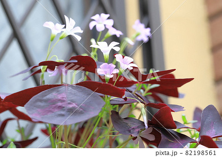 オキザリス・トライアングラリス(紫の舞) オキザリス・トライアングラリス(紫の舞) 82198561